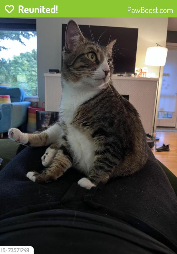 Reunited Female Cat last seen Crown hill community center, Seattle, WA 98117