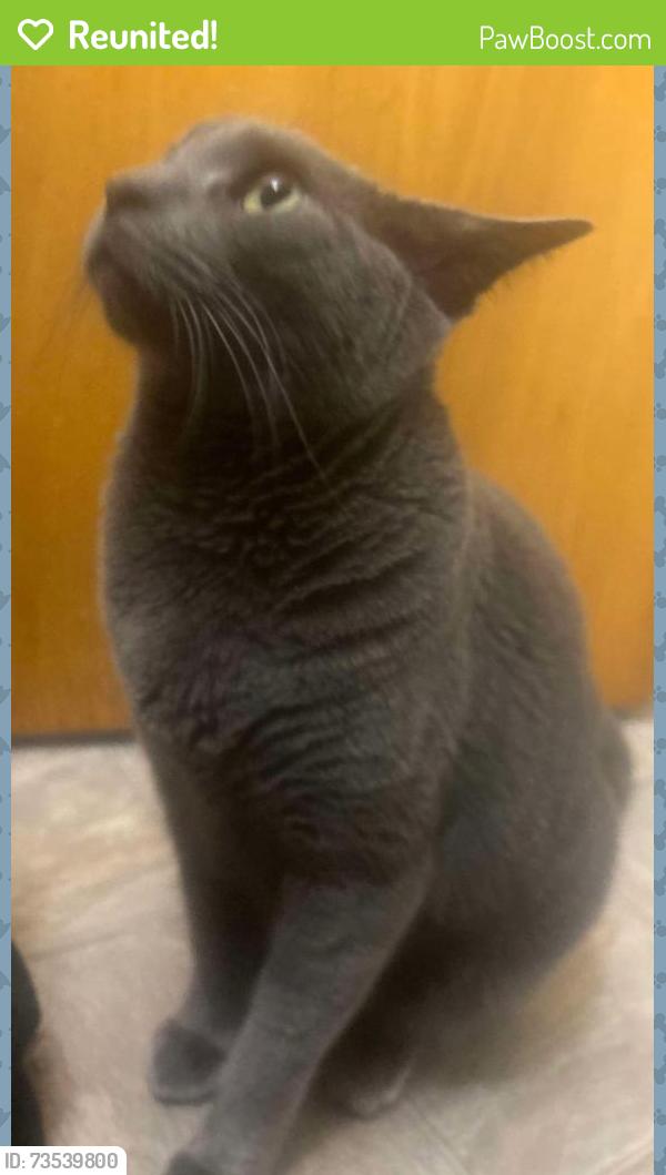 Reunited Female Cat last seen Near Felix St, Santa Cruz, CA 95060, USA, Santa Cruz, CA 95060