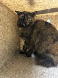 Shelter Stray Unknown Cat last seen Near Belvoir Lane, VIRGINIA BEACH, VA, 23464, 341 S Birdneck Rd, Virginia Beach, VA 23451, USA