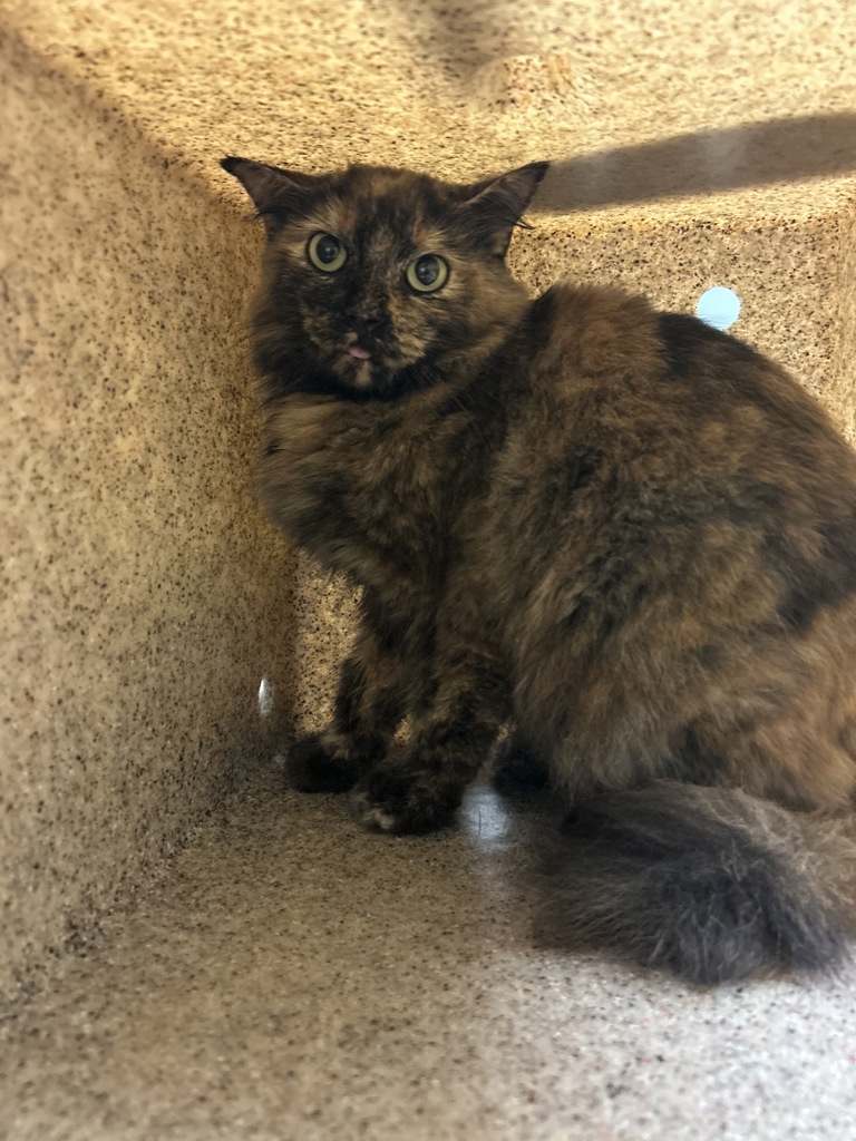 Shelter Stray Unknown Cat last seen Near Belvoir Lane, VIRGINIA BEACH, VA, 23464, 341 S Birdneck Rd, Virginia Beach, VA 23451, USA