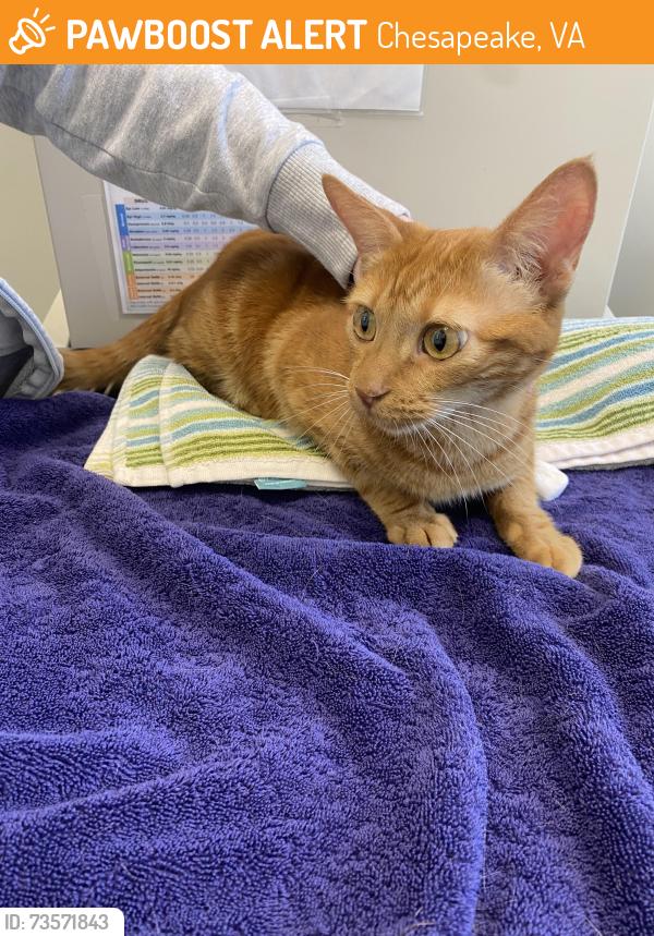Found/Stray Female Cat last seen Stockleybridge, Chesapeake, VA 23322