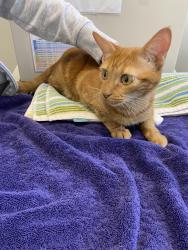 Found/Stray Female Cat last seen Stockleybridge, Chesapeake, VA 23322