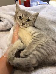 Shelter Stray Unknown Cat last seen East Bay SPCA, OAKLAND, CA, 94621, 8323 Baldwin St, Oakland, CA 94621, USA