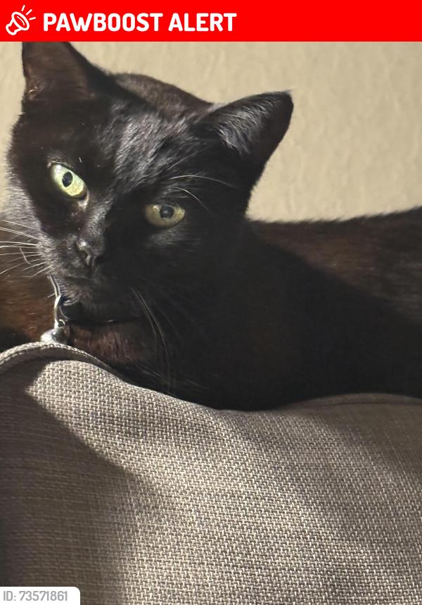 Lost Female Cat last seen Baslow Grove, Reddish, Greater Manchester, England SK5 7NJ