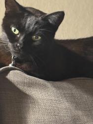 Lost Female Cat last seen Baslow Grove, Reddish, Greater Manchester, England SK5 7NJ