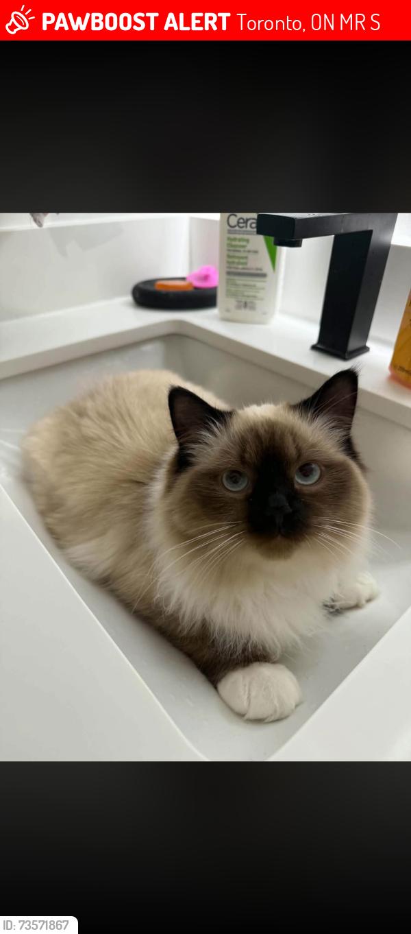 Lost Male Cat last seen Bathurst and steeles, Toronto, ON M2R 2S5