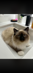 Lost Male Cat last seen Bathurst and steeles, Toronto, ON M2R 2S5