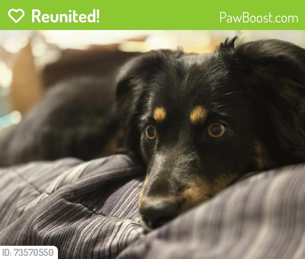 Reunited Female Dog last seen Near 27th St, Lubbock, TX 79407, USA, Lubbock, TX 79407