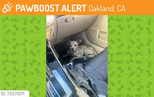 Found/Stray Male Dog last seen 51st avenue Oakland, Oakland, CA 94601