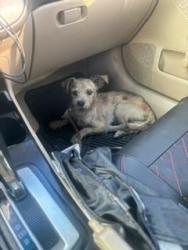 Found/Stray Male Dog last seen 51st avenue Oakland, Oakland, CA 94601