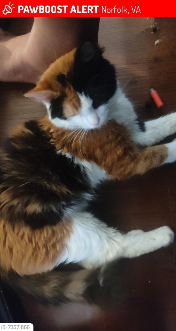 Lost Female Cat last seen Near, Norfolk, VA 23502