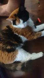Lost Female Cat last seen Near, Norfolk, VA 23502