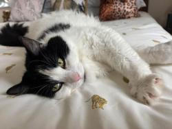 Lost Male Cat last seen On the street, Greater London, England 