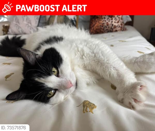 Lost Male Cat last seen On the street, Greater London, England 