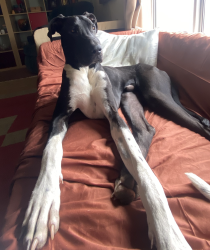 Reunited Male Dog last seen Pine flt Lake, Sanger, CA 93657
