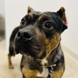 Shelter Stray Female Dog last seen , 3607 N Armenia Ave, Tampa, FL 33607, USA