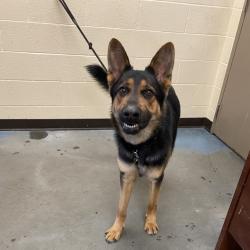 Shelter Stray Male Dog last seen , 2350 Appling City Cove, Memphis, TN 38133, USA