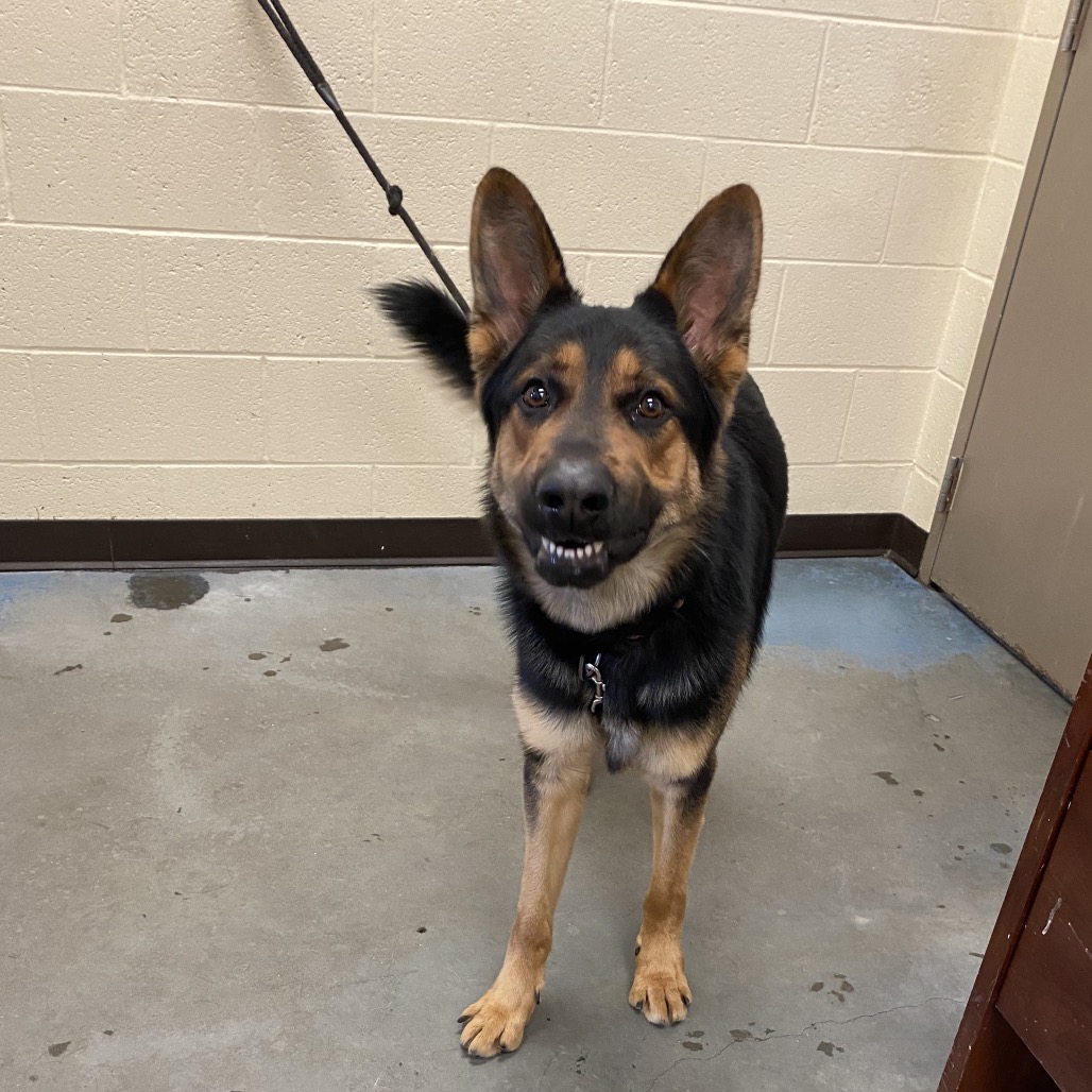 Shelter Stray Male Dog last seen , 2350 Appling City Cove, Memphis, TN 38133, USA