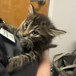 Shelter Stray Female Cat last seen , 3607 N Armenia Ave, Tampa, FL 33607, USA