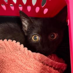Shelter Stray Female Cat last seen , 3607 N Armenia Ave, Tampa, FL 33607, USA