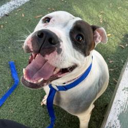 Shelter Stray Female Dog last seen , 2350 Appling City Cove, Memphis, TN 38133, USA