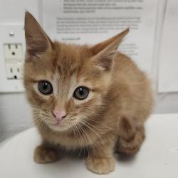 Shelter Stray Male Cat last seen , 3607 N Armenia Ave, Tampa, FL 33607, USA