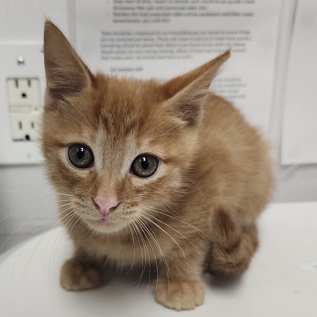 Shelter Stray Male Cat last seen , 3607 N Armenia Ave, Tampa, FL 33607, USA