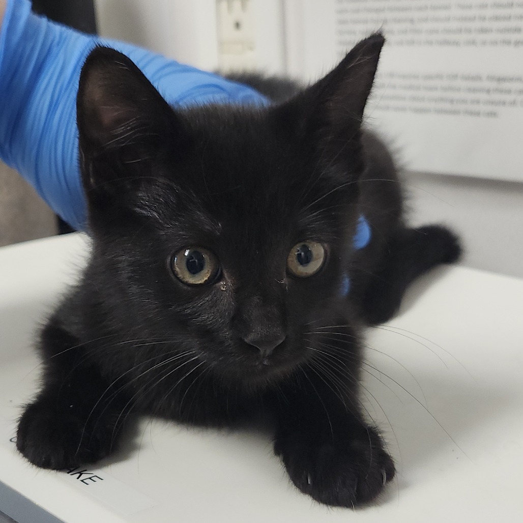 Shelter Stray Female Cat last seen , 3607 N Armenia Ave, Tampa, FL 33607, USA
