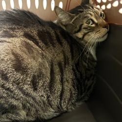 Shelter Stray Male Cat last seen , 1013 Garfield St, Oak Park, IL 60304, USA