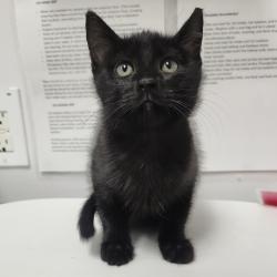 Shelter Stray Male Cat last seen , 3607 N Armenia Ave, Tampa, FL 33607, USA