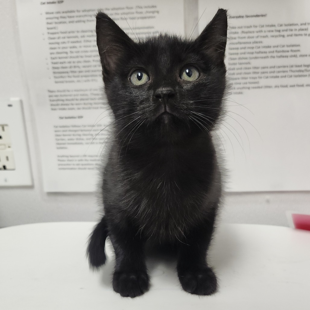 Shelter Stray Male Cat last seen , 3607 N Armenia Ave, Tampa, FL 33607, USA