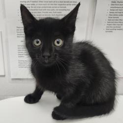 Shelter Stray Female Cat last seen , 3607 N Armenia Ave, Tampa, FL 33607, USA