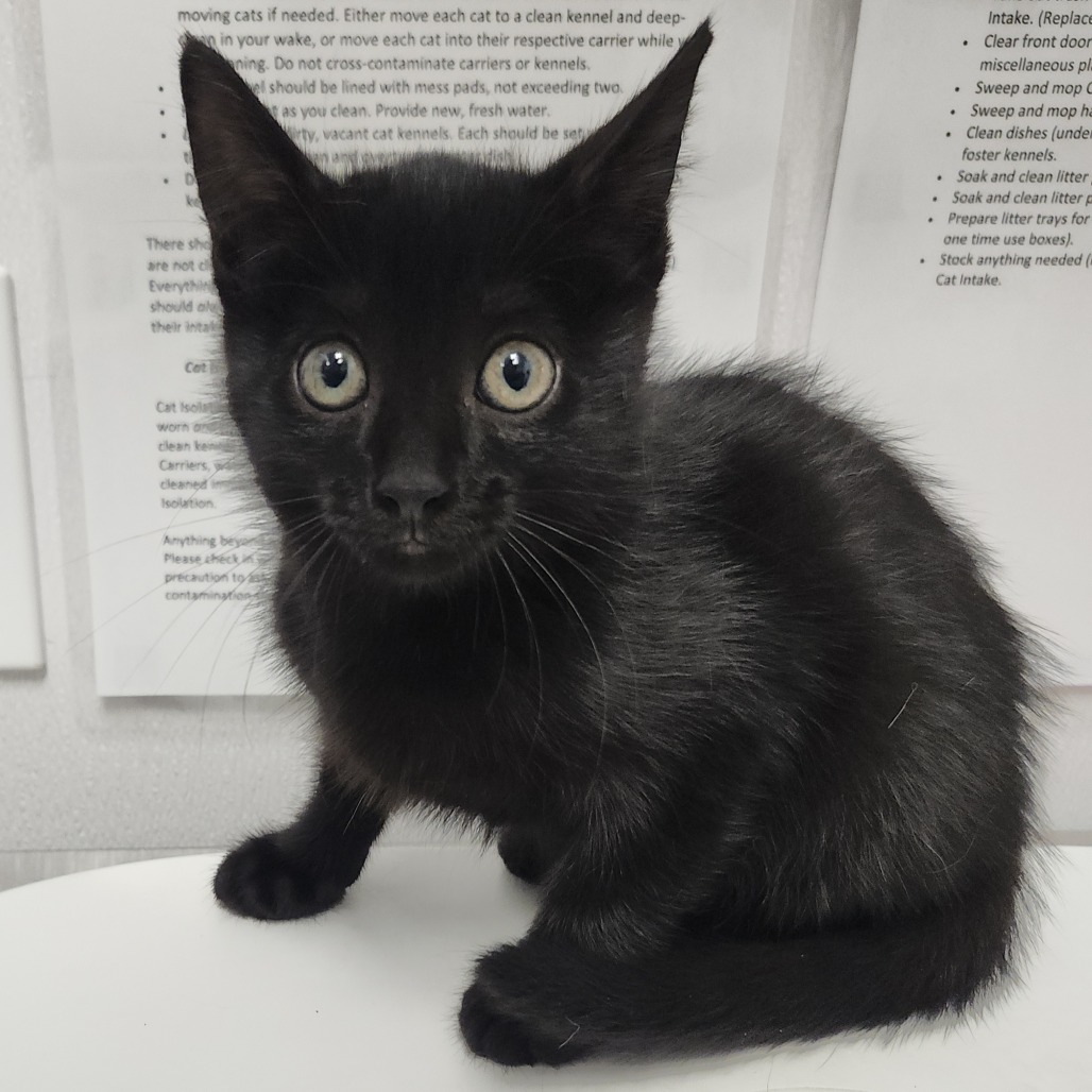 Shelter Stray Female Cat last seen , 3607 N Armenia Ave, Tampa, FL 33607, USA