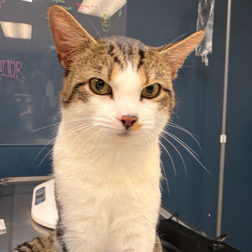 Shelter Stray Male Cat last seen , 1244 N Delsea Dr, Vineland, NJ 08360, USA