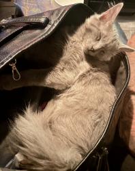 Lost Male Cat last seen 35th Ave and country gables, Phoenix, AZ 85053