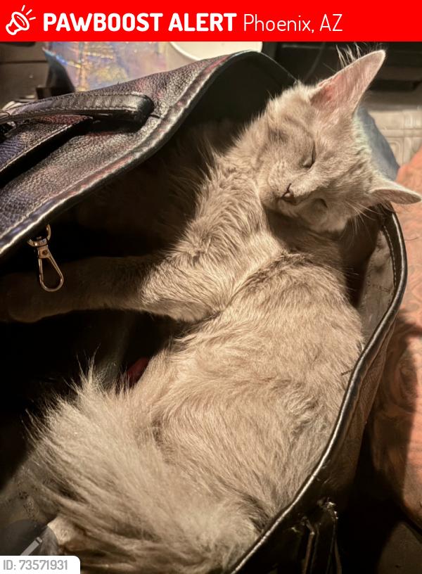 Lost Male Cat last seen 35th Ave and country gables, Phoenix, AZ 85053