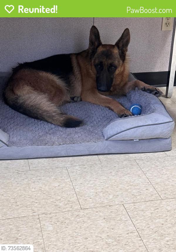 Reunited Female Dog last seen East Highway 80 and Lawson, Mesquite, TX 75149