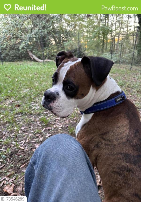 Reunited Male Dog last seen La Estation Mexican restaurant, Whitesburg, GA 30185