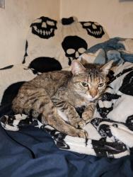 Reunited Female Cat last seen Near Gallant St, Bell Gardens, CA 90201, USA, Bell Gardens, CA 90201