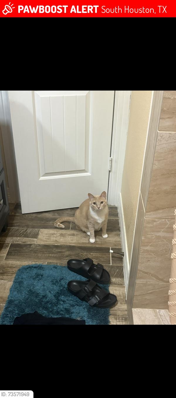 Lost Female Cat last seen Avenue G and 3rd St, South Houston, TX 77587