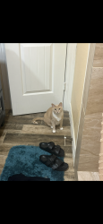 Lost Female Cat last seen Avenue G and 3rd St, South Houston, TX 77587