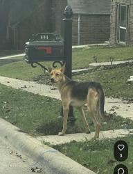 Lost Male Dog last seen Rockhill Rd, McKinney, TX 75069