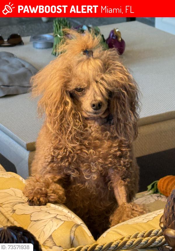 Lost Male Dog last seen NW 45th St and NW 1st Avenue, Miami, FL 33127