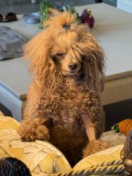 Lost Male Dog last seen NW 45th St and NW 1st Avenue, Miami, FL 33127
