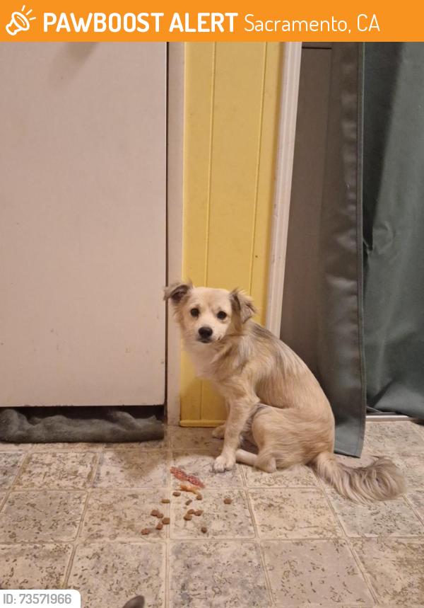 Found/Stray Male Dog last seen Cottage howe park sacramento ca, Sacramento, CA 95825