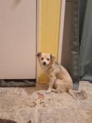 Found/Stray Male Dog last seen Cottage howe park sacramento ca, Sacramento, CA 95825