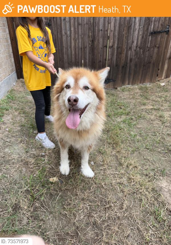 Found/Stray Unknown Dog last seen Mailboxes on Ellinger Dr, Heath, TX 75126