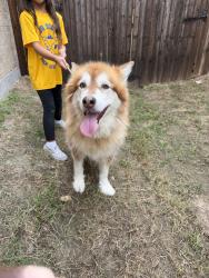 Found/Stray Unknown Dog last seen Mailboxes on Ellinger Dr, Heath, TX 75126