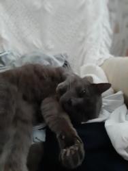 Lost Female Cat last seen Dorcan Way, Swindon, England SN3 6JR