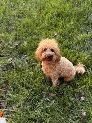 Reunited Female Dog last seen Hills presbyterian, Pilot Mountain, NC 27041